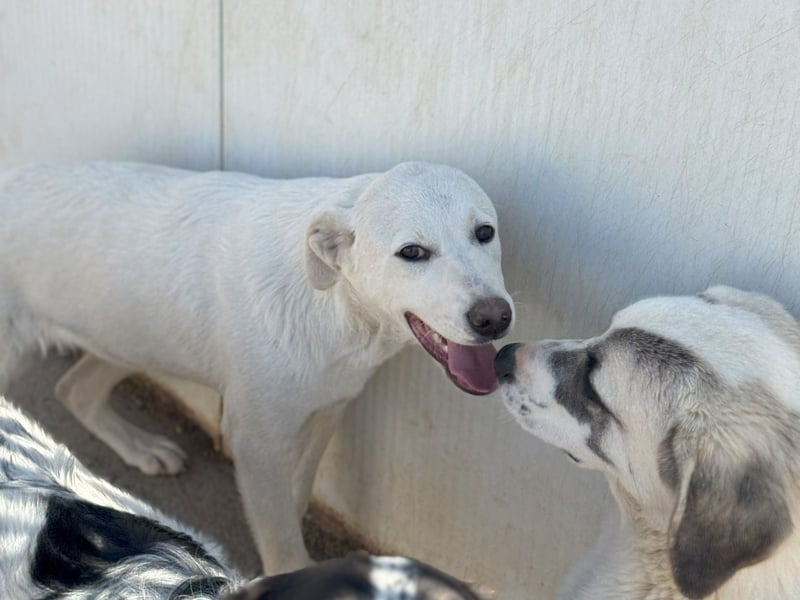 Wayne: er wäre gerne ein Familienhund