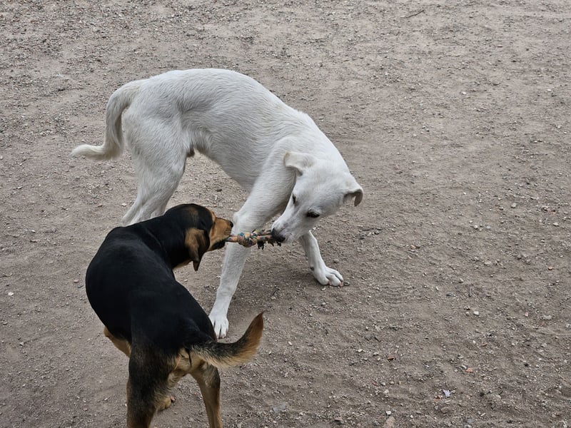 Willy: Mobbingopfer braucht Sicherheit