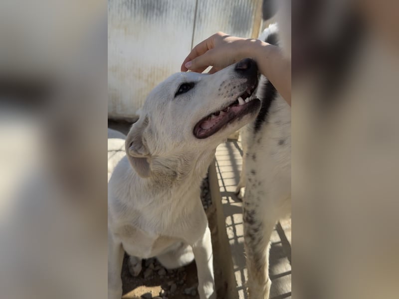 Wayne: er wäre gerne ein Familienhund