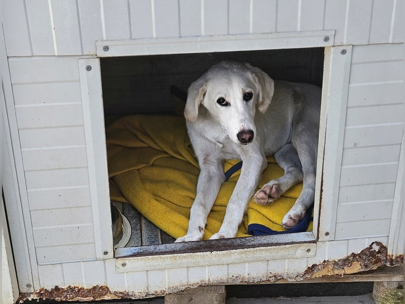 Willy: Mobbingopfer braucht dringend Hilfe