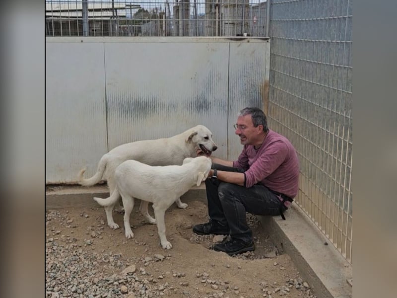 Wayne: Familienhund und treuer Begleiter
