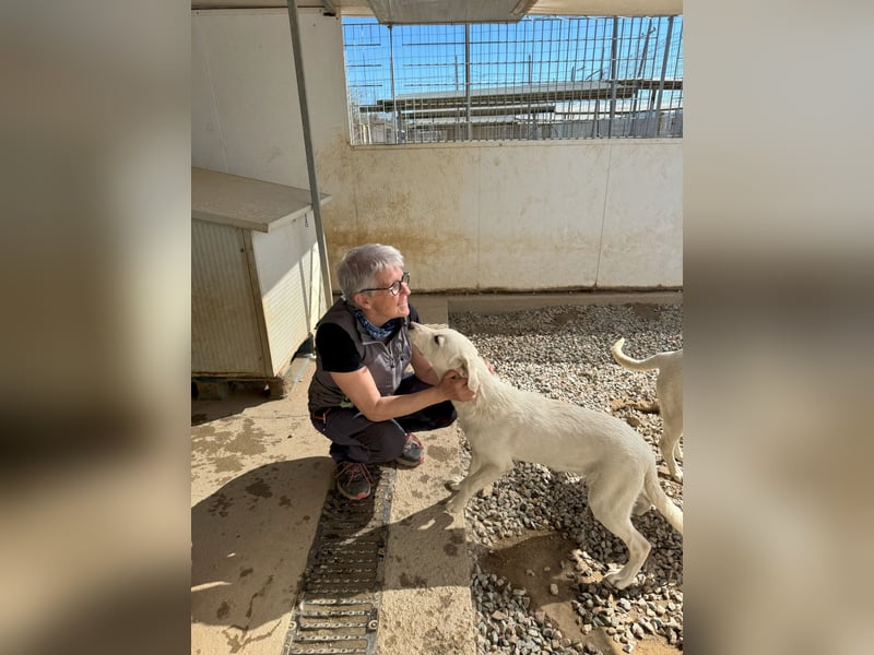 Wayne: er wäre gerne ein Familienhund