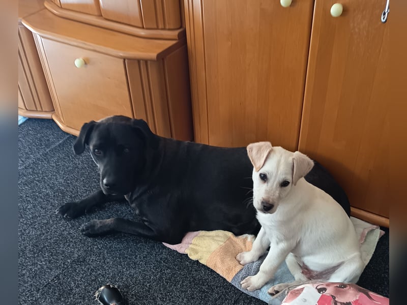 Labrador/ Belgischer Schäferhund