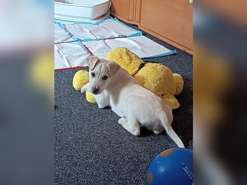 Labrador/ Belgischer Schäferhund