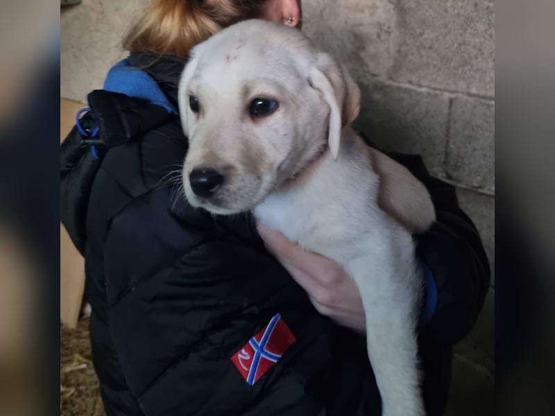 Labrador/ Belgischer Schäferhund