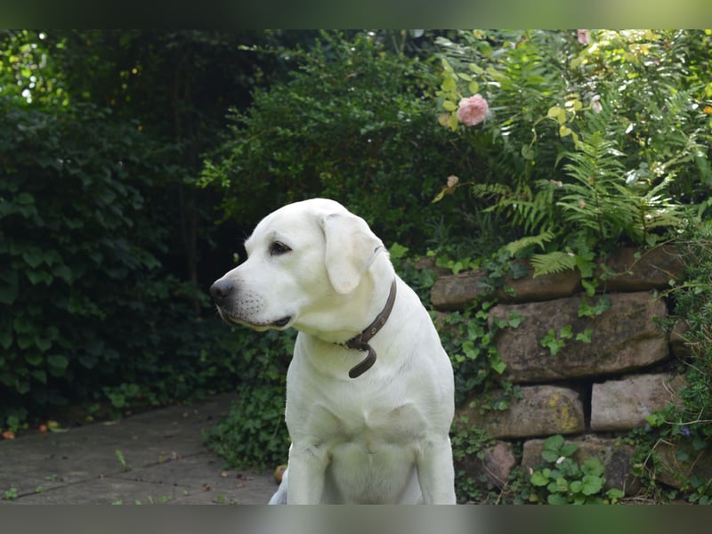 Labrador Deckrüde weiß reinrassig
