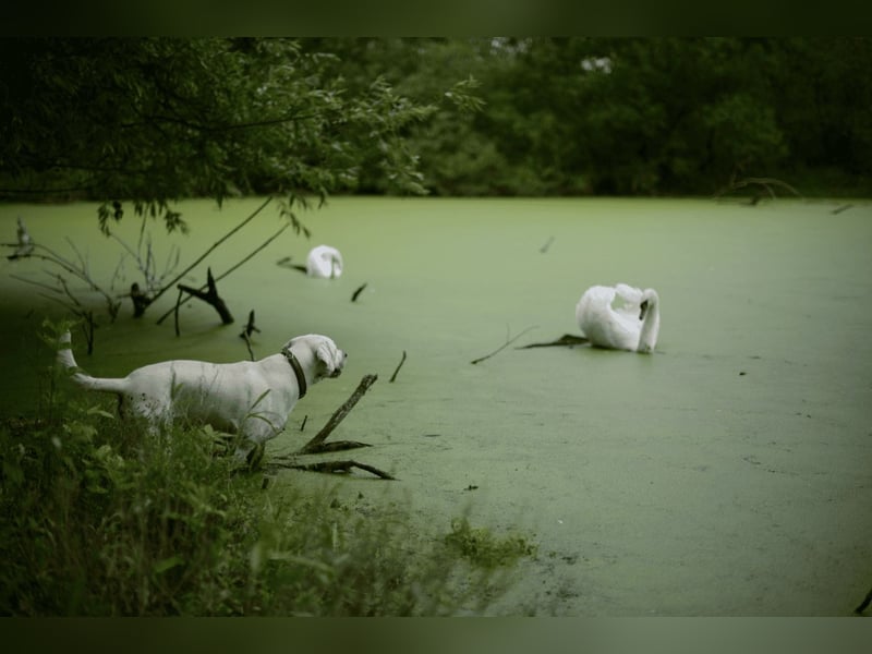 Labrador Deckrüde weiß reinrassig
