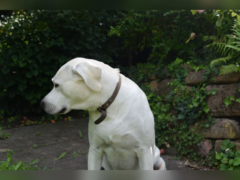 Labrador Deckrüde weiß reinrassig