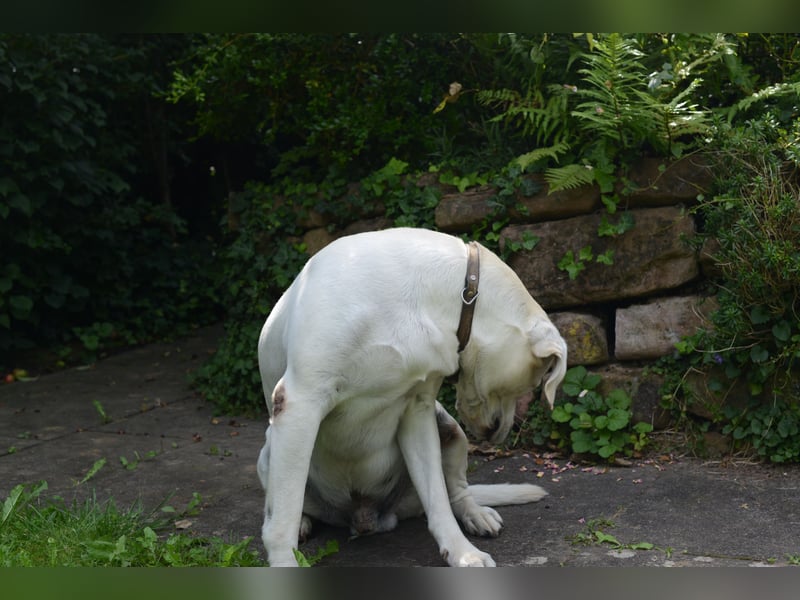 Labrador Deckrüde weiß reinrassig