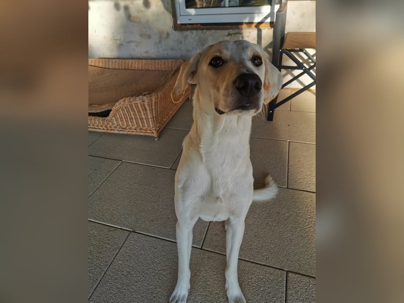 Willy - wem darf er sein Herz schenken?