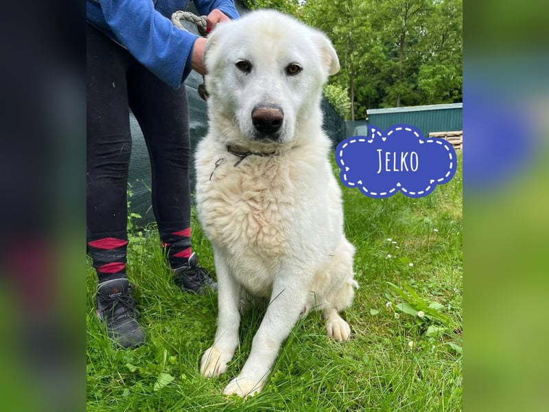 Jelko ein toller Kerl