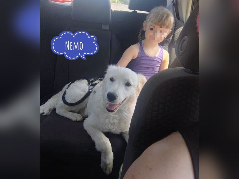 Nemo ein absoluter Schatz