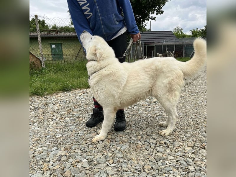 Jelko ein toller Kerl