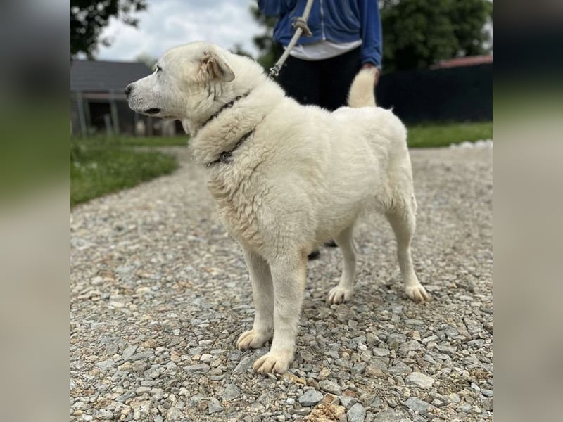 Jelko ein toller Kerl