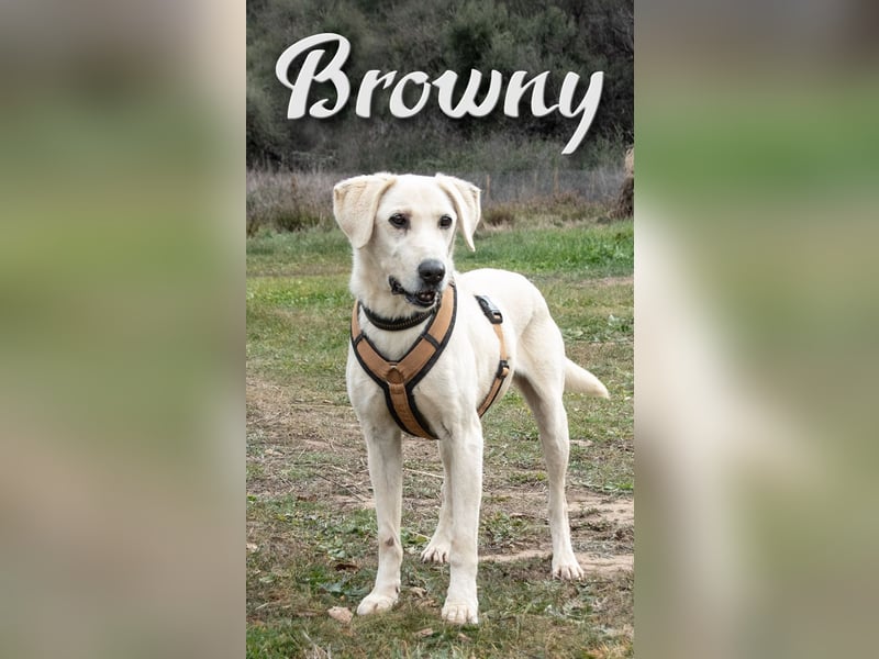 Browny – ein temperamentvoller Senior