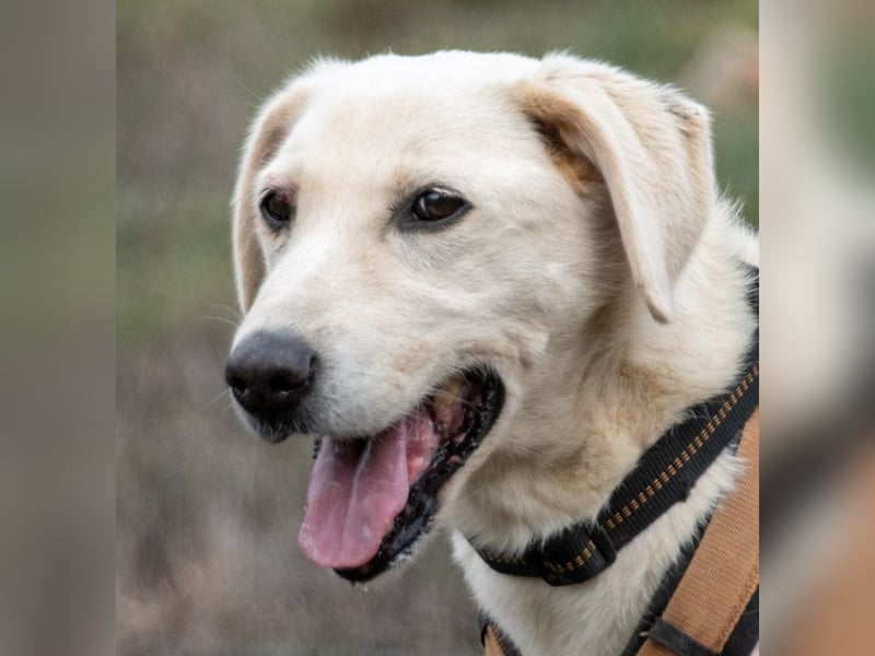 Browny – ein temperamentvoller Senior