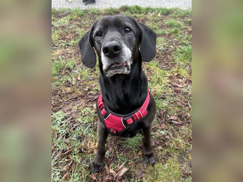 Marley - kinderlieber Labrador Mix - BEREITS IN DEUTSCHLAND