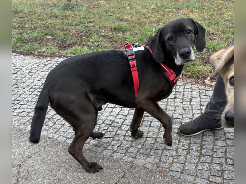 Marley - kinderlieber Labrador Mix - BEREITS IN DEUTSCHLAND