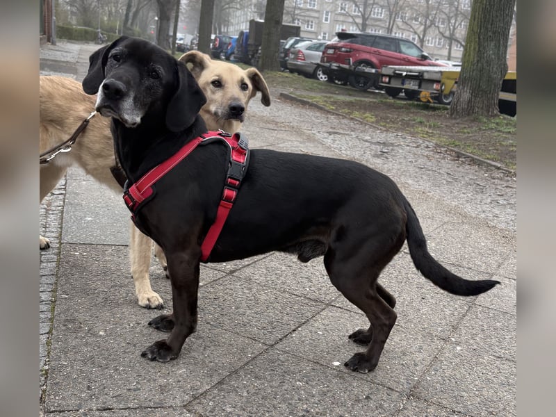 Marley - kinderlieber Labrador Mix - BEREITS IN DEUTSCHLAND