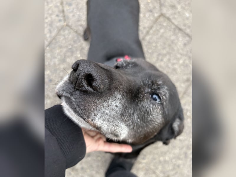 Marley - kinderlieber Labrador Mix - BEREITS IN DEUTSCHLAND