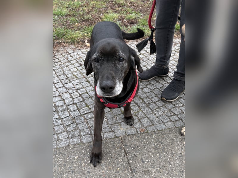 Marley - sehr zutraulich - NOTFALL