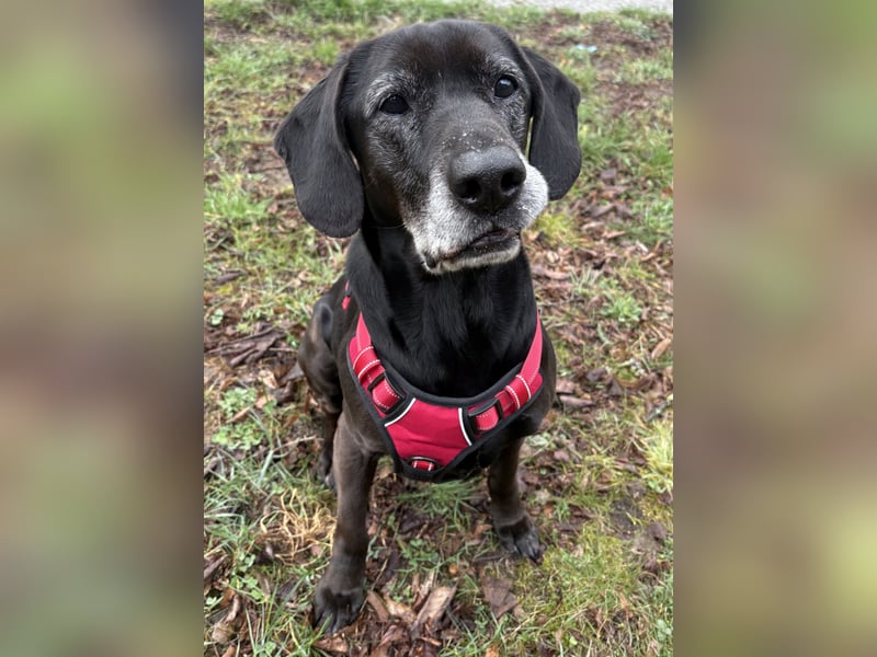 Marley - kinderlieber Labrador Mix - BEREITS IN DEUTSCHLAND