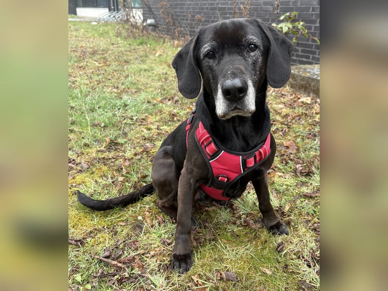 Marley - kinderlieber Labrador Mix - BEREITS IN DEUTSCHLAND