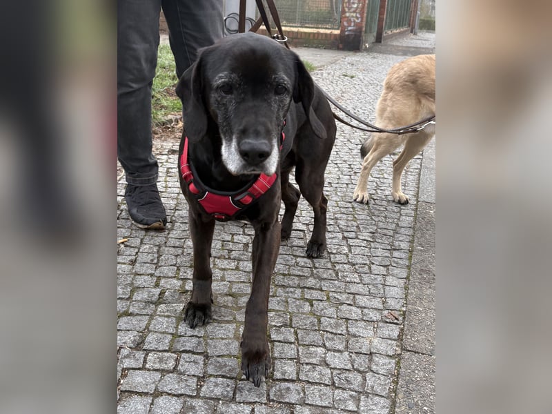 Marley - sehr zutraulich - NOTFALL
