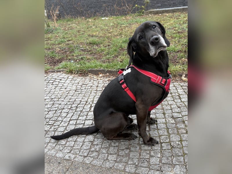 Marley - kinderlieber Labrador Mix - BEREITS IN DEUTSCHLAND
