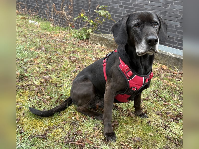 Marley - kinderlieber Labrador Mix - BEREITS IN DEUTSCHLAND