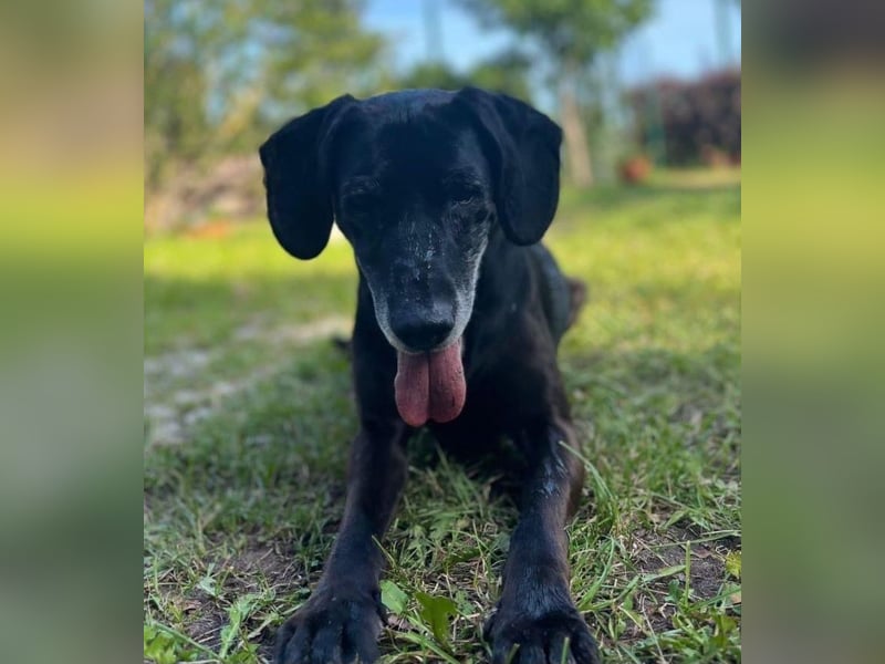 Marley - kinderlieber Labrador Mix - BEREITS IN DEUTSCHLAND