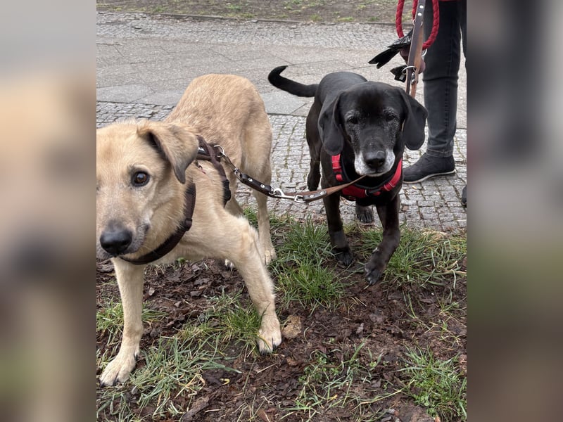Marley - kinderlieber Labrador Mix - BEREITS IN DEUTSCHLAND
