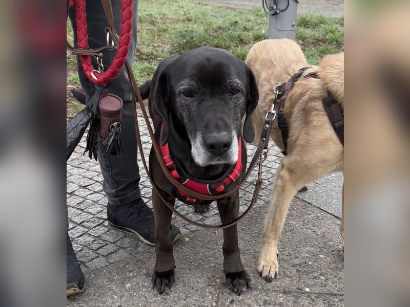 Marley - kinderlieber Labrador Mix - BEREITS IN DEUTSCHLAND