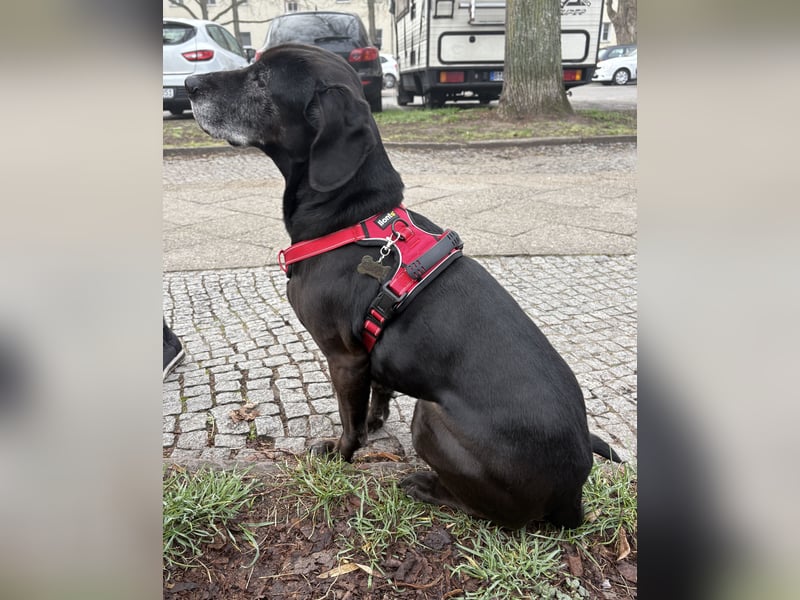 Marley - kinderlieber Labrador Mix - BEREITS IN DEUTSCHLAND