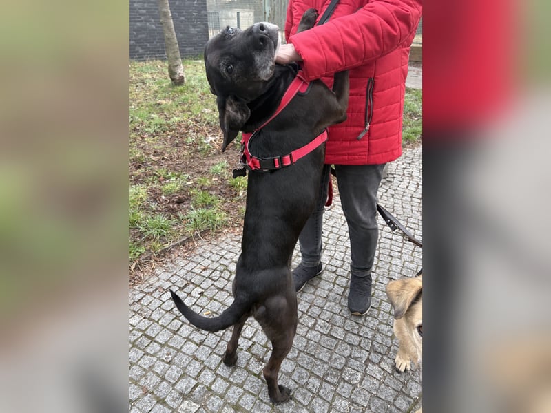Marley - sehr zutraulich - NOTFALL