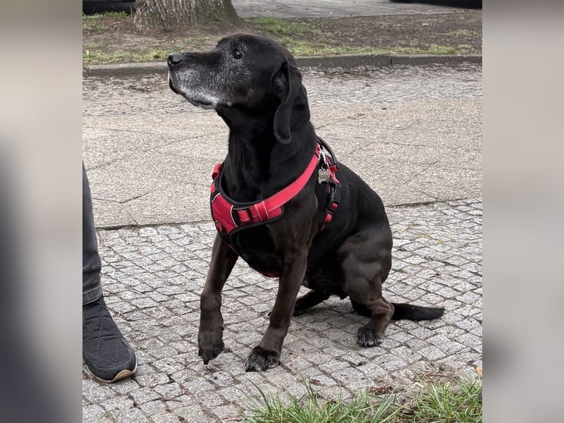 Marley - kinderlieber Labrador Mix - BEREITS IN DEUTSCHLAND