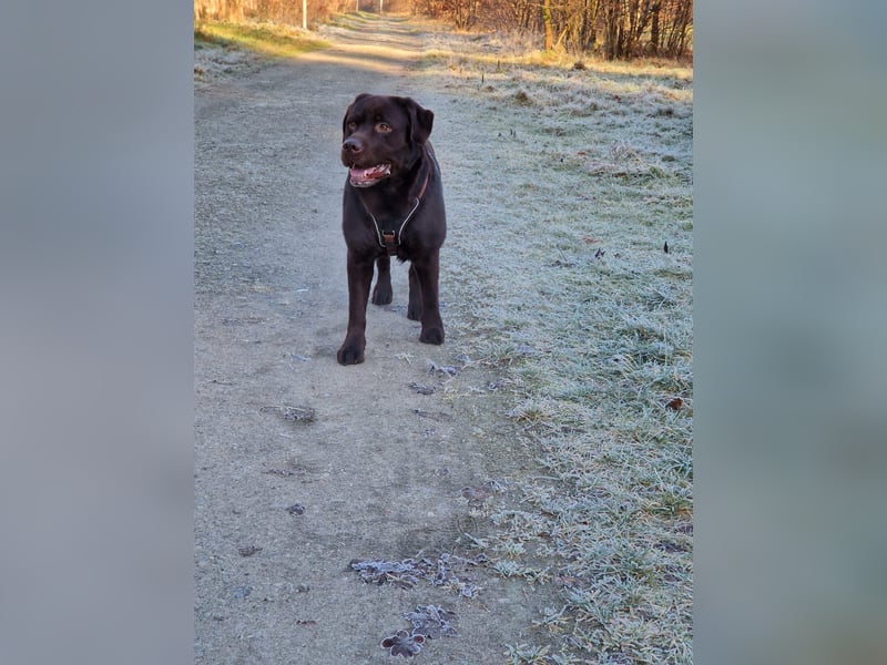 Brauner Labrador Deckrüde mit Ahnentafel/kein Verkauf