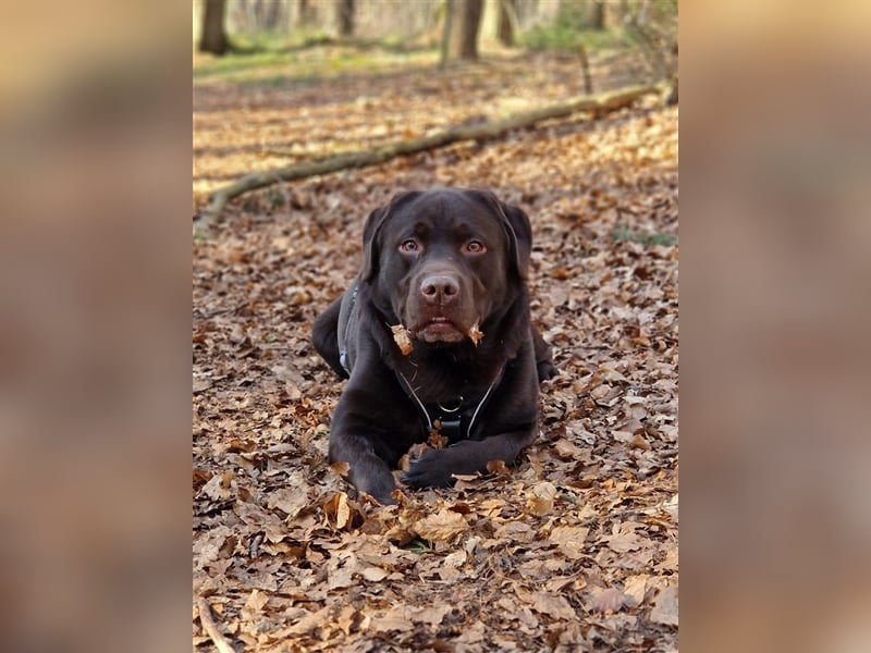 Brauner Labrador Deckrüde mit Ahnentafel/kein Verkauf