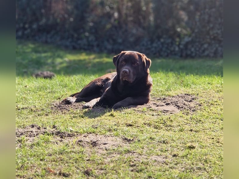 Brauner Labrador Deckrüde mit Ahnentafel/kein Verkauf
