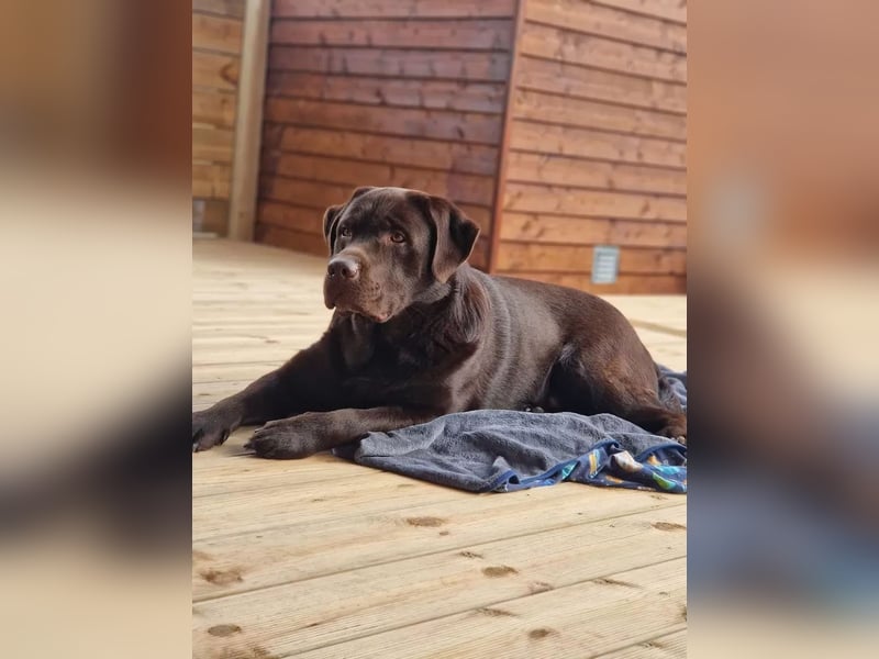 Brauner Labrador Deckrüde mit Ahnentafel/kein Verkauf