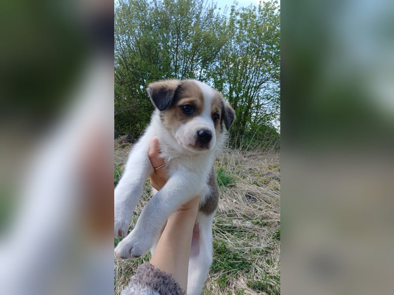 Labrador Mix