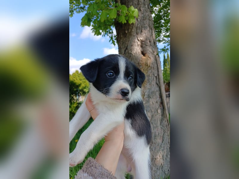 Labrador Mix