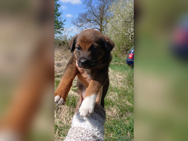 Labrador Mix