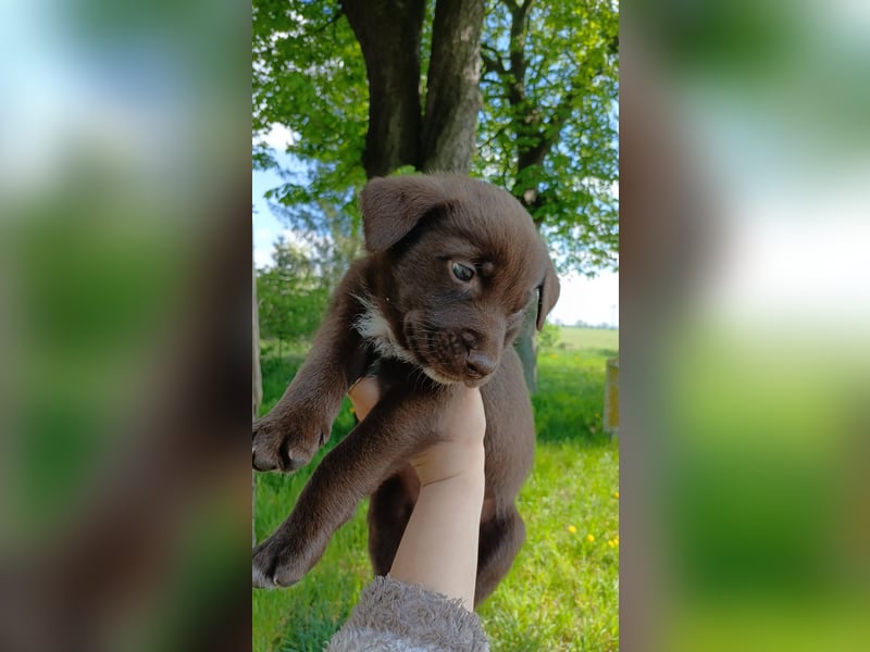Labrador Mix
