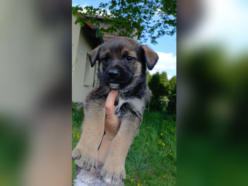 Labrador Mix