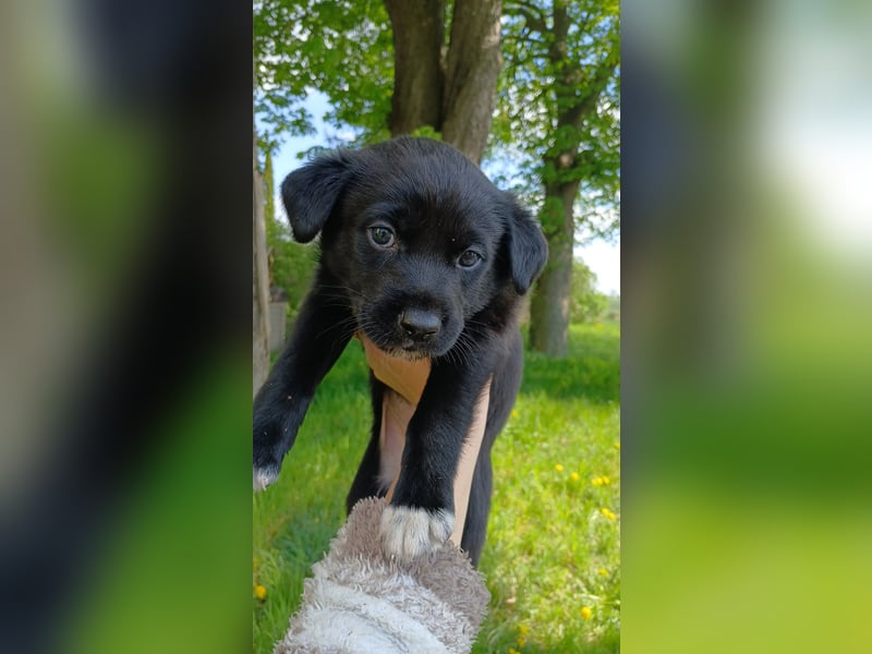 Labrador Mix