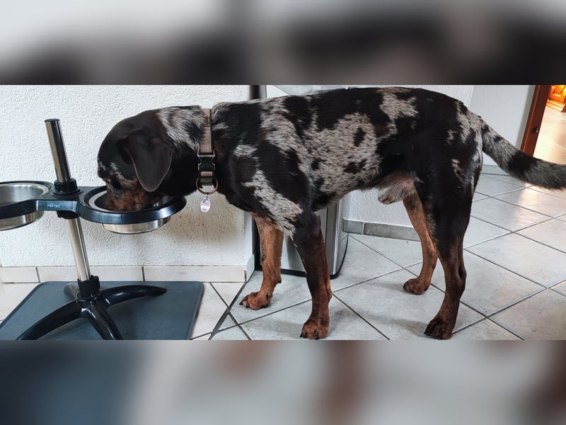 Labrador Leopard Rüde 14 Monate alt, super lieb und gesund