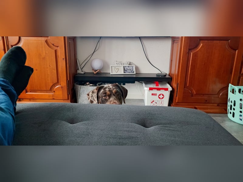 Labrador Leopard Rüde 14 Monate alt, super lieb und gesund