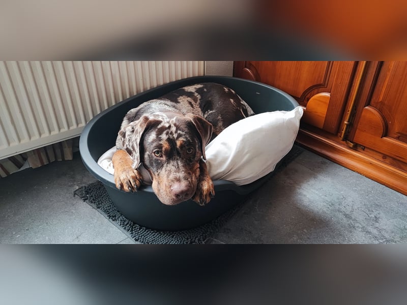 Labrador Leopard Rüde 14 Monate alt, super lieb und gesund