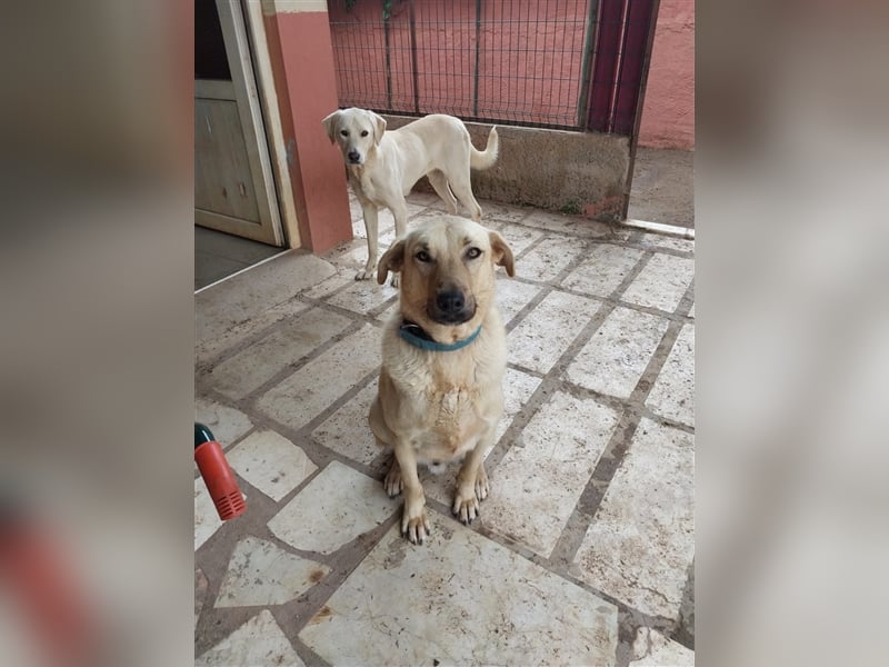 Aslan sucht seine Familie